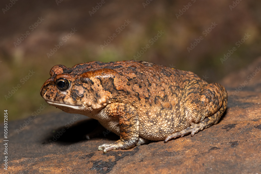 A cute adult guttural toad (Amietophrynus gutturalis) in the wild A cute adult guttural toad (Amietophrynus gutturalis) in the wild