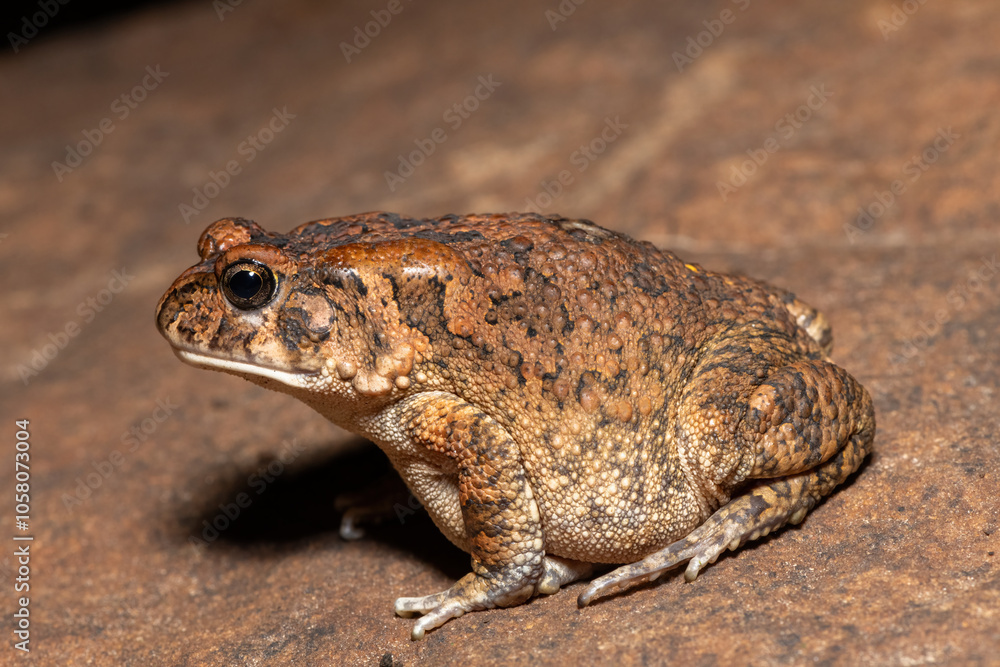 A cute adult guttural toad (Amietophrynus gutturalis) in the wild A cute adult guttural toad (Amietophrynus gutturalis) in the wild