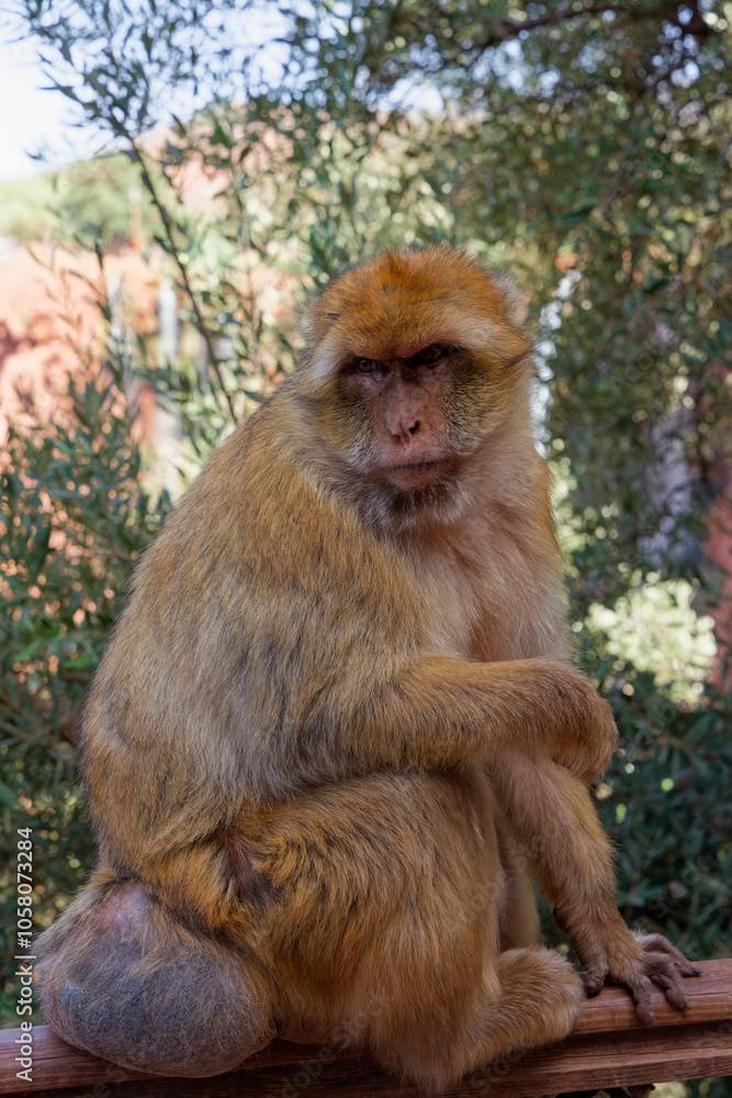singe magot assis entrain de nous regard en fronçant les sourcils singe magot assis entrain de nous regard en fronçant les sourcils