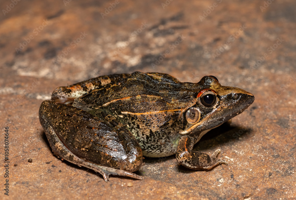 A beautiful Sharp-nosed Grass Frog (Ptychadena oxyrhynchus), also known as the South African sharp-nosed frog, in the wild A beautiful Sharp-nosed Grass Frog (Ptychadena oxyrhynchus), also known as the South African sharp-nosed frog, in the wild