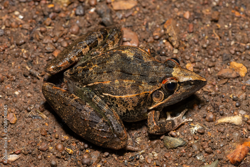 A beautiful Sharp-nosed Grass Frog (Ptychadena oxyrhynchus), also known as the South African sharp-nosed frog, in the wild A beautiful Sharp-nosed Grass Frog (Ptychadena oxyrhynchus), also known as the South African sharp-nosed frog, in the wild