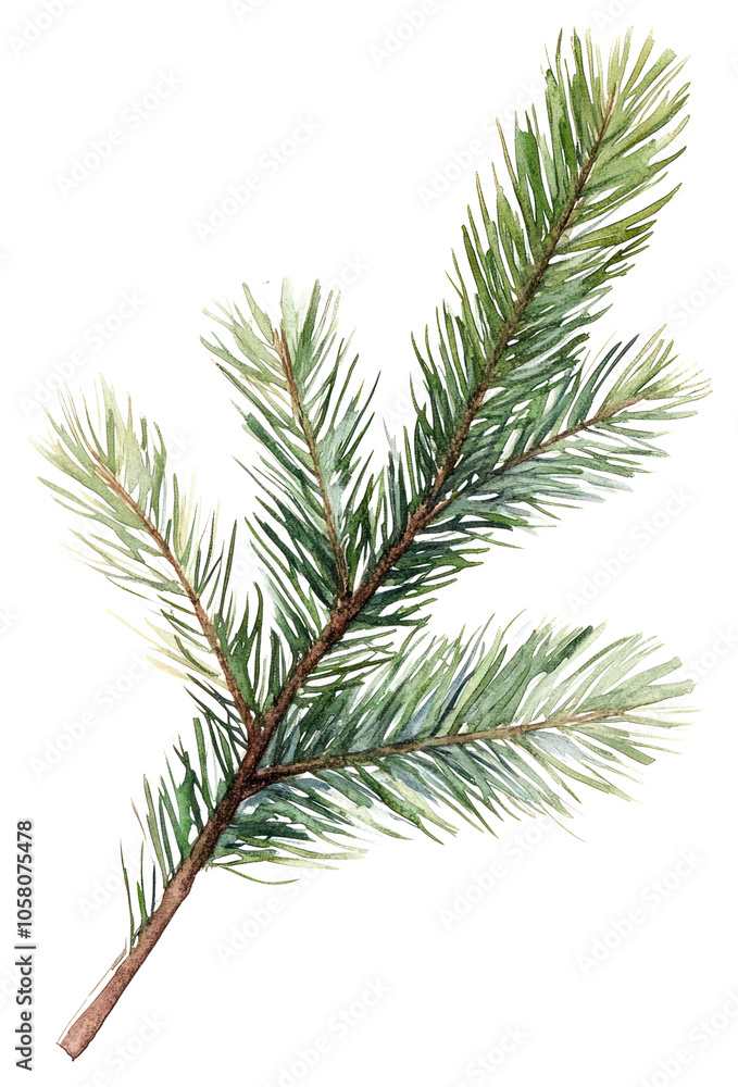 PNG Pine branch illustration watercolor plant. PNG Pine branch illustration watercolor plant.