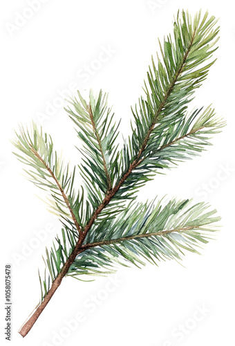 PNG Pine branch illustration watercolor plant.