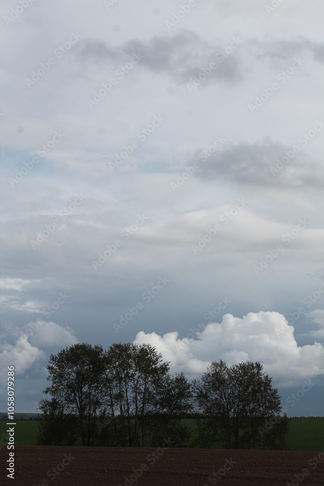 cloud, sky and trees cloud, sky and trees