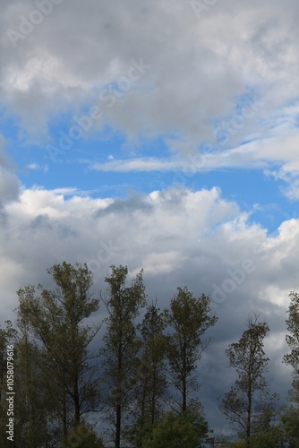 clouds in the forest