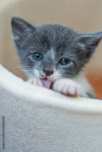 Cute tuxedo gray kitten