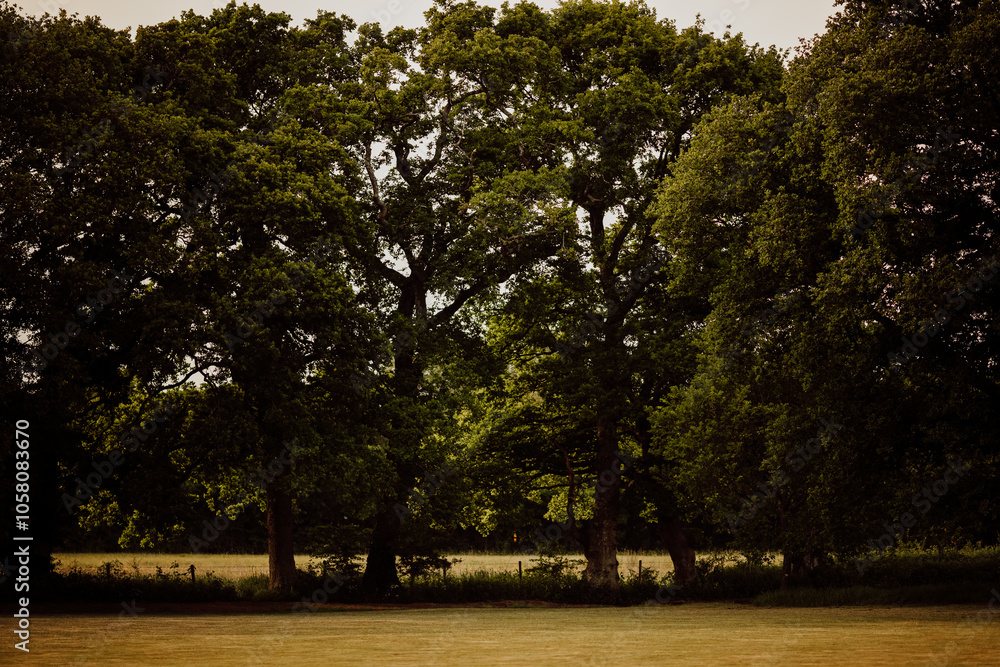 trees in the park trees in the park