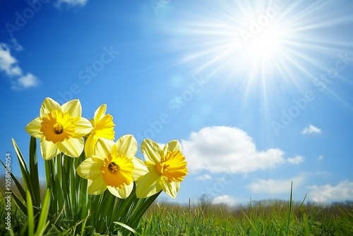 Yellow daffodils blooming in grassy field under blue sky with sun rays, capturing vibrant spring atmosphere photo