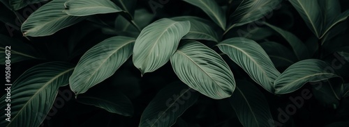 Dark tropical foliage with lush green leaves, showcasing detailed textures in a natural background.