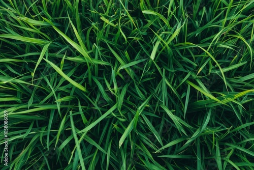 Top view of a lush green grass texture in high resolution, showcasing hyperrealistic details and an ultra-wide angle perspective for a vibrant natural look.