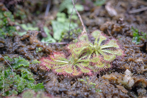 Drosera tokaiensis is a species of sundew native to Japan, this plant is cultivated in a special room in a forest park in the city of Bogor, West Java, Indonesia