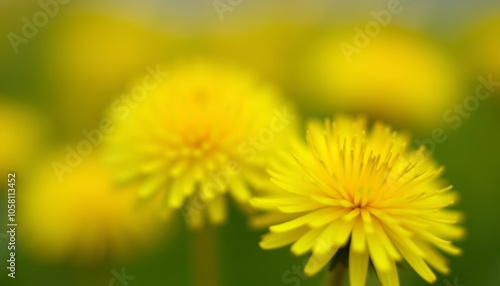  Bright and cheerful yellow flowers in bloom