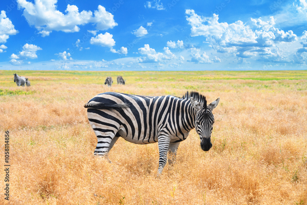 Naklejka premium Summer landscape - view of a herd of zebras grazing in high grass under the hot summer sun. Wildlife scene from nature