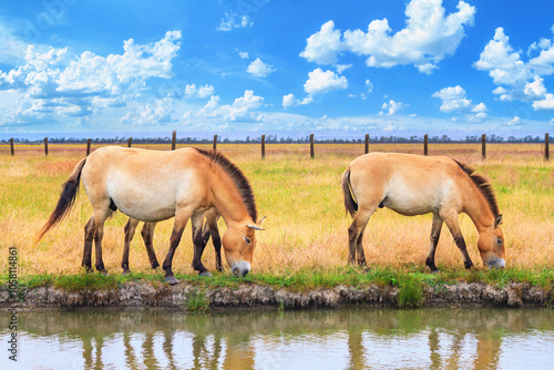 Summer landscape - view of a herd of Przewalski's horses grazing near a reservoir in the dry steppe, Ukrainian nature reserve Askania-Nova, Ukraine photo