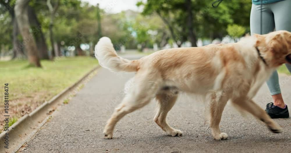 Owner, hands and leash on dog in road for training, reward and comfort for protection with stroke. Person, pet and golden retriever in park for morning fitness, companion and loyalty in neighborhood Owner, hands and leash on dog in road for training, reward and comfort for protection with stroke. Person, pet and golden retriever in park for morning fitness, companion and loyalty in neighborhood
