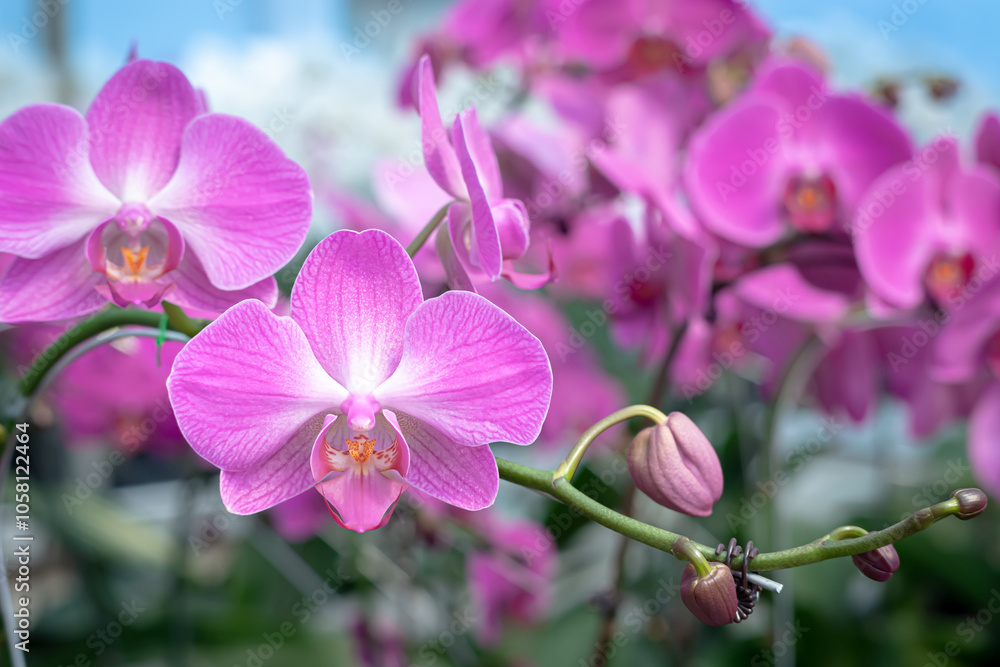 A beautiful orchid flower in a special care room at an ornamental plant shop A beautiful orchid flower in a special care room at an ornamental plant shop