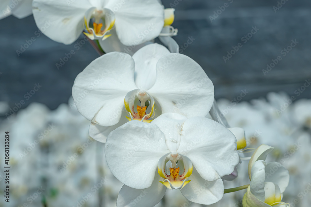 Fototapeta premium A beautiful orchid flower in a special care room at an ornamental plant shop