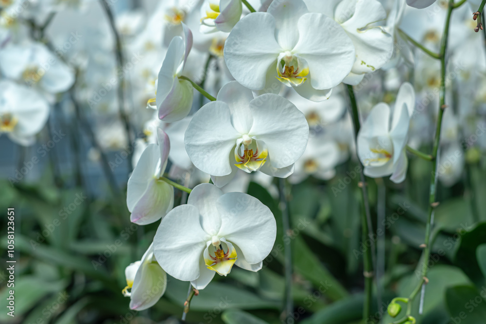 Obraz premium A beautiful orchid flower in a special care room at an ornamental plant shop