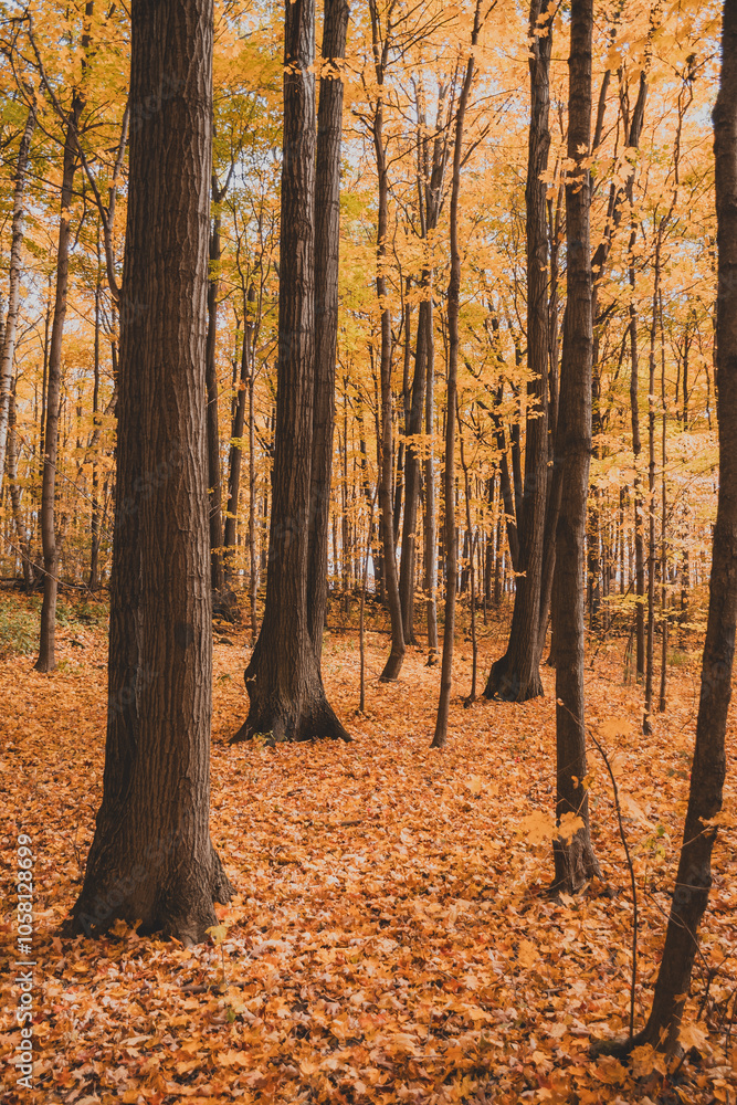 Autumn Forest Autumn Forest