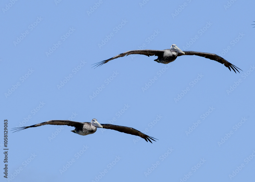 Pelicans in flight over South Padre Island, Texas