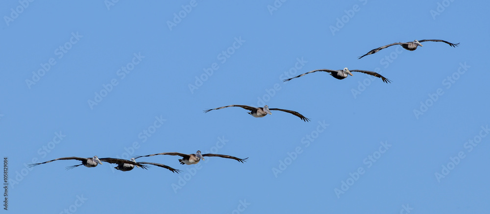 Pelicans in flight over South Padre Island, Texas Pelicans in flight over South Padre Island, Texas
