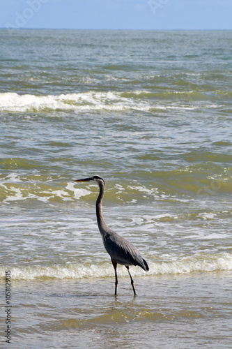 Photography Great Blue Heron at South Padre Island, Texas
