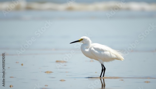  Peaceful solitude on the shore