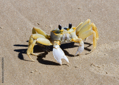 Atlantic Ghost Crab