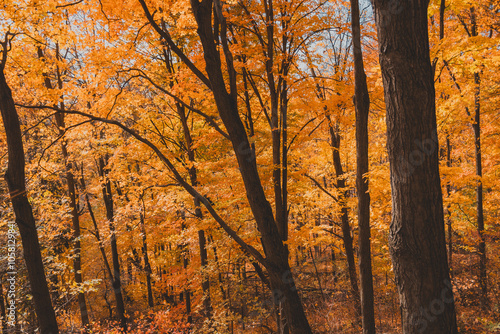 Autumn Forest