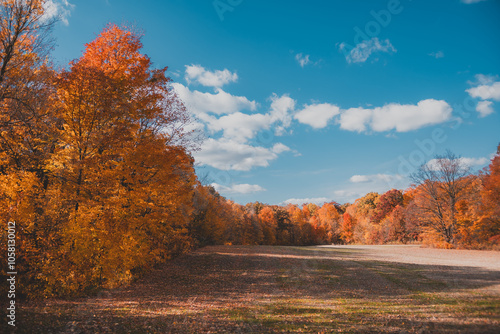 Trees and the Sky