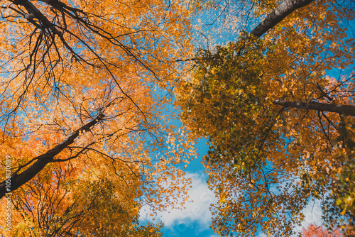 Trees and the Sky
