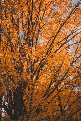 Autumn Forest