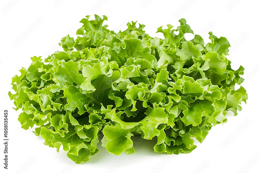 Lettuce isolated on white background Lettuce isolated on white background