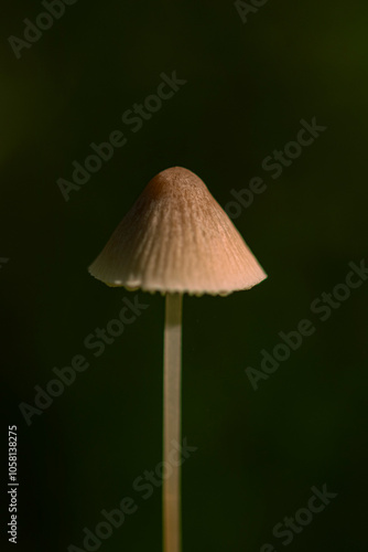 Mushroom in the forest in autumn