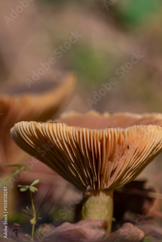 Mushroom in the forest in autumn photo