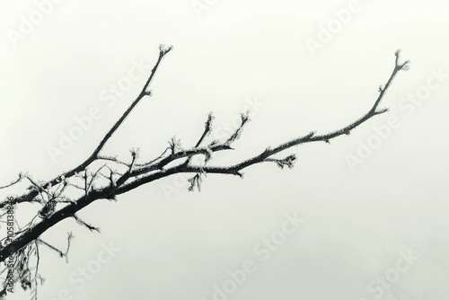 Bare tree branch extending against a muted gray sky evoking a minimalist winter scene that captures the quiet understated beauty of nature in winter