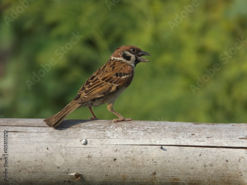 The brown sparrow sings the morning song photo