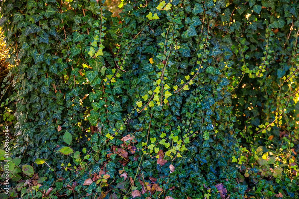 A green ivy plant with leaves and stems A green ivy plant with leaves and stems