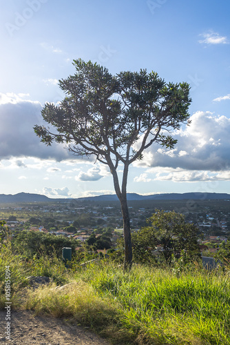 árvore na cidade de Alto Paraiso de Goiás, região da Chapada dos Veadeiros, Estado de Goiás, Brasil