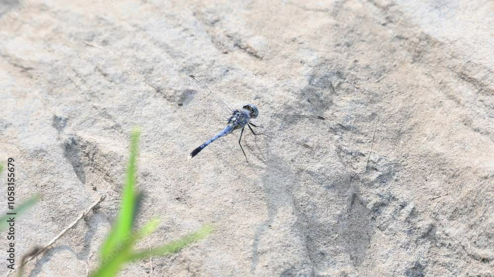 Diplacodes trivialis. It is a species of dragonfly in the family Libellulidae. Diplacodes trivialis is small dragonfly with bluish eyes. Its other names chalky percher and ground skimmer. 4k video. Diplacodes trivialis. It is a species of dragonfly in the family Libellulidae. Diplacodes trivialis is small dragonfly with bluish eyes. Its other names chalky percher and ground skimmer. 4k video.