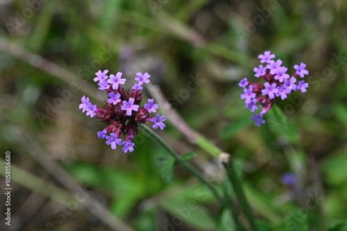 Purpletop verbena (Verbena bonariensis) flowers. A perennial plant of the Verbenaceae family native to South America. Small red-purple flowers bloom in cymes from summer to autumn.