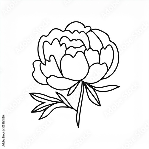 peony hand drawn outline illustration isolated on white