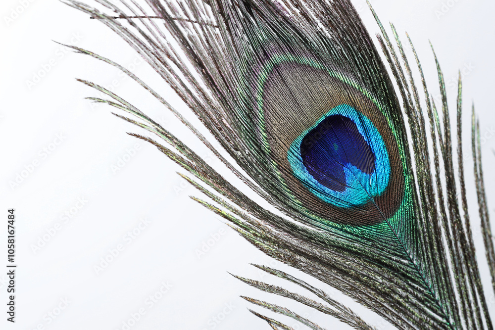 Fototapeta premium One beautiful peacock feather on white background, closeup