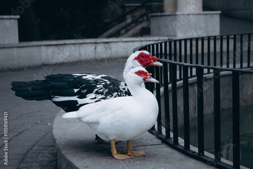 Two white goose on the roof