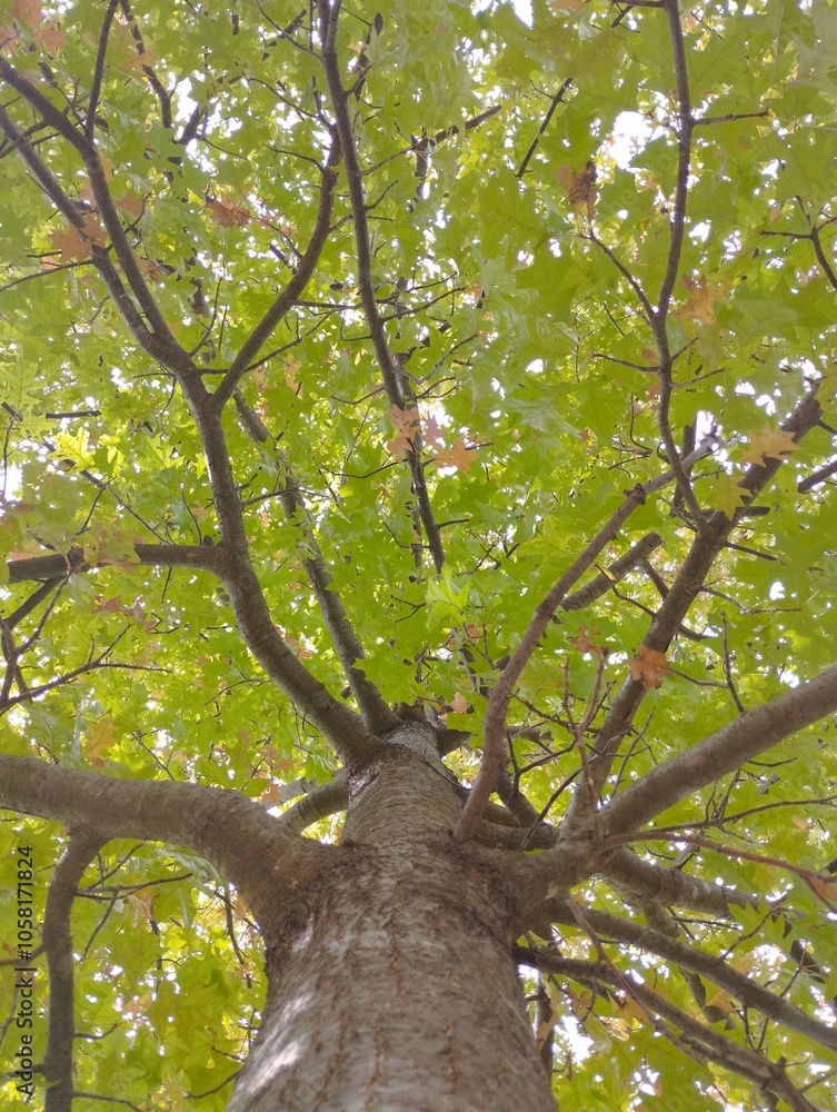 Fototapeta premium tree in the park