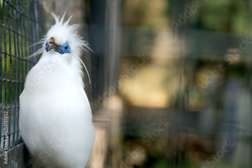 White Bird With Blue Around the Eyes Called Bali Myna Against Blurred Background photo