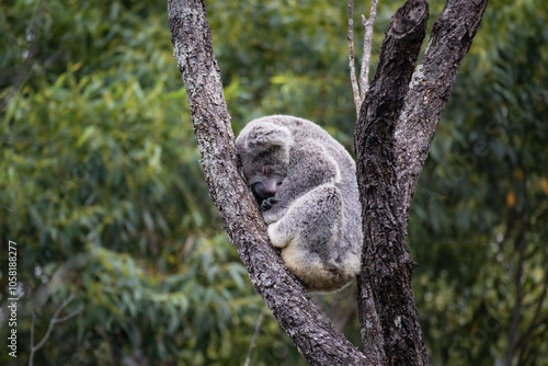 Canvas Print Australian Koala resting in a tree fork