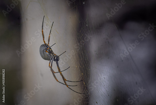 Pacific Golden Org Spider photo