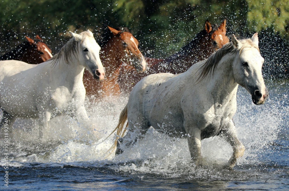 Wild Horses Running in River Wild Horses Running in River