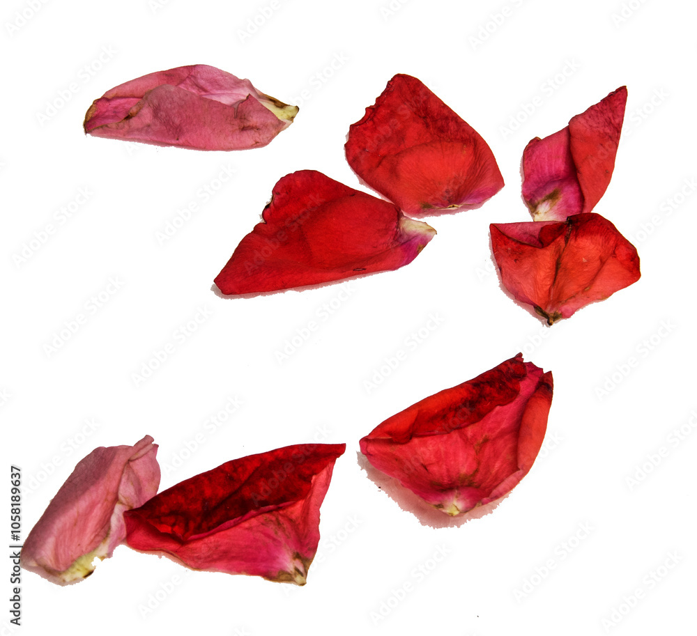 Some rose petals Some rose petals